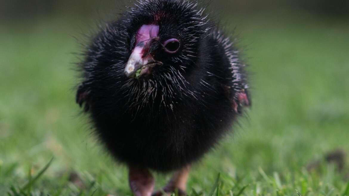 Pukeko Chick