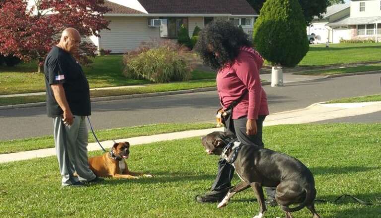 From Ruff to Refined: Transforming Your Dog’s Behavior Through Training