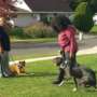 Dog's Behavior Through Training