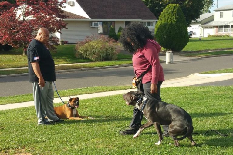 Dog's Behavior Through Training