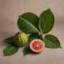 Benefits of Guava Leaves Sexually