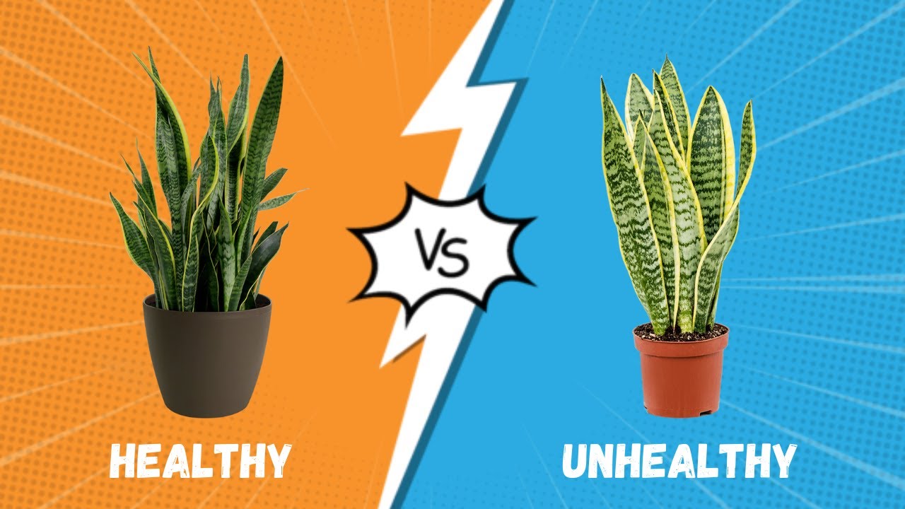 Healthy Snake Plant Roots vs Unhealthy