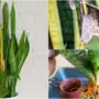 Healthy Snake Plant Roots vs Unhealthy