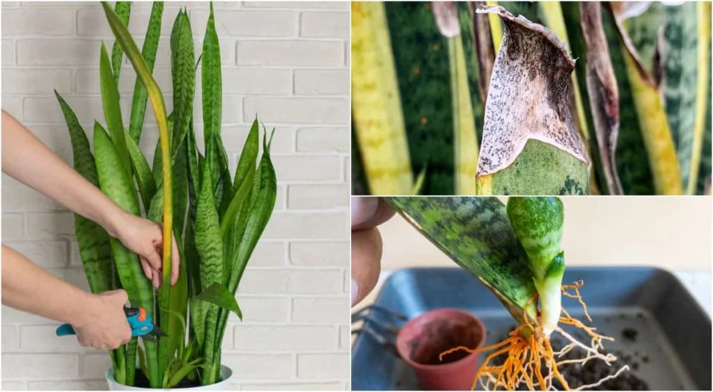 Healthy Snake Plant Roots vs Unhealthy