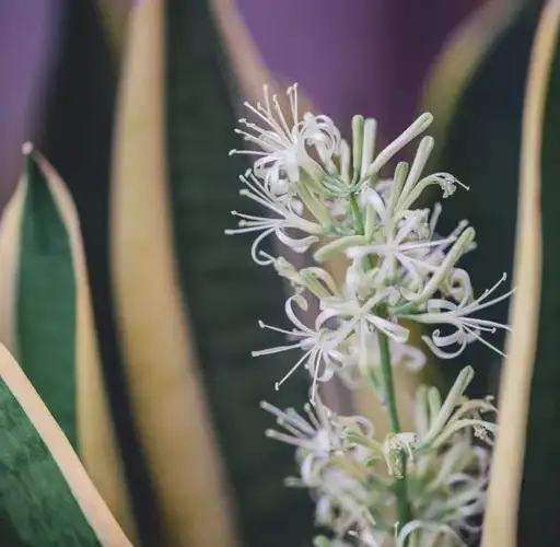 Is it Bad if a Snake Plant Flowers