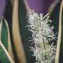 Snake Plant Flowers