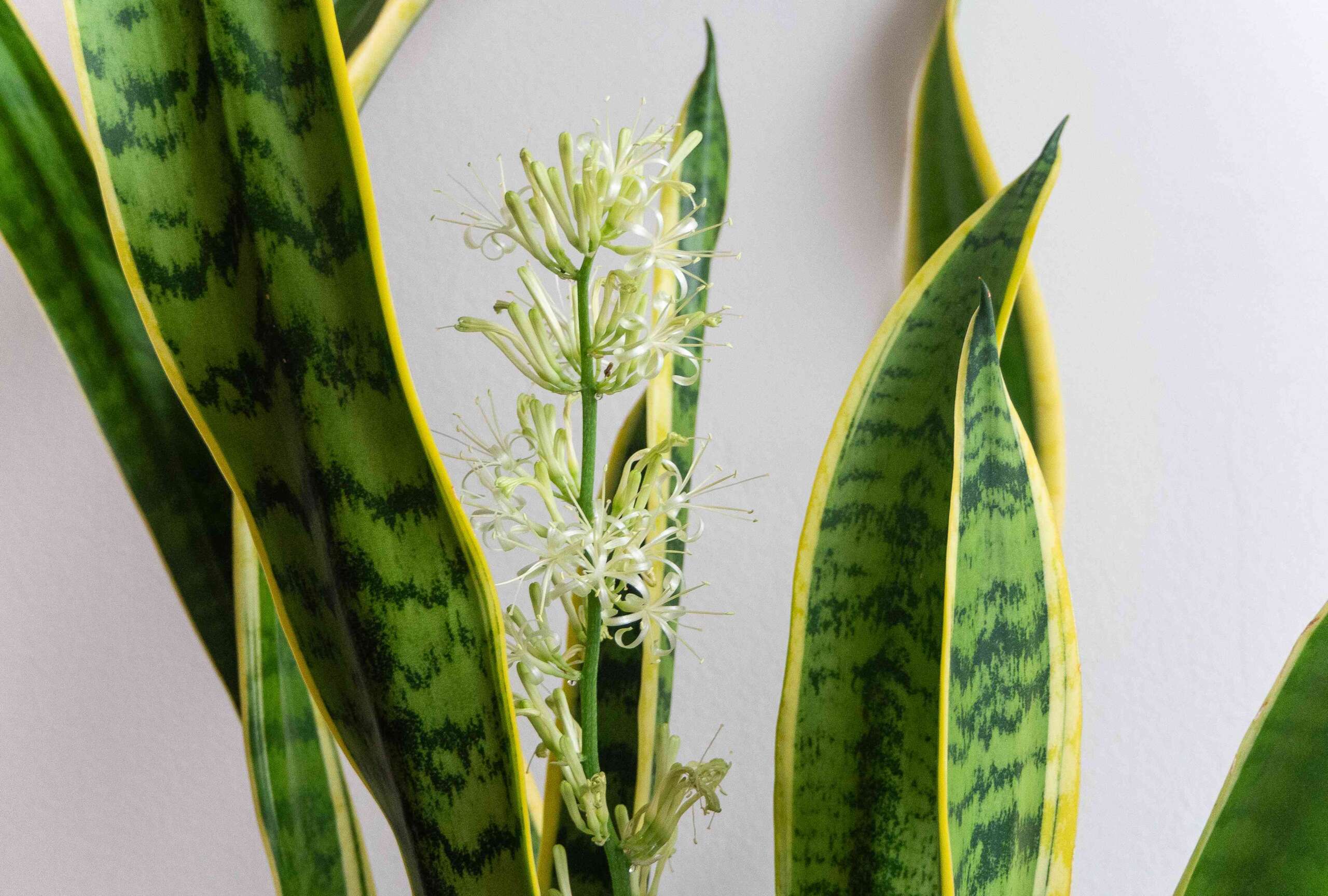 Snake Plant Flowers
