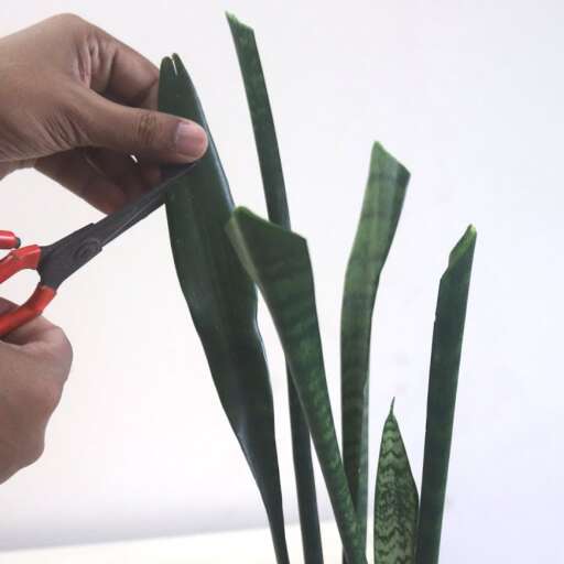 How to Prune Snake Plant