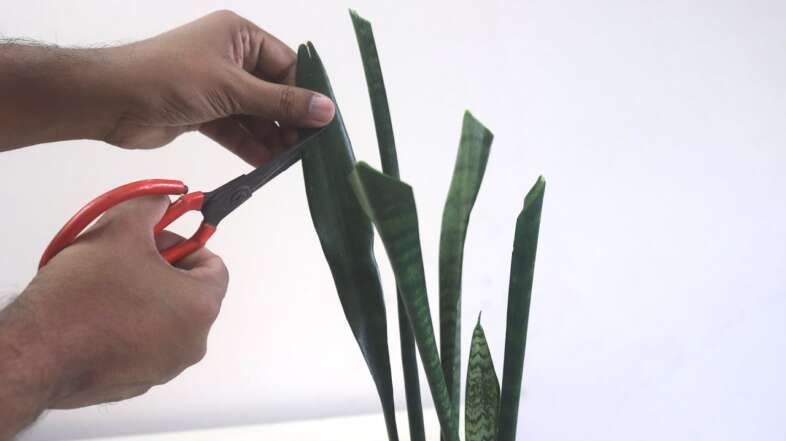 How to Prune Snake Plant
