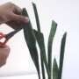 how to prune snake plant leaf