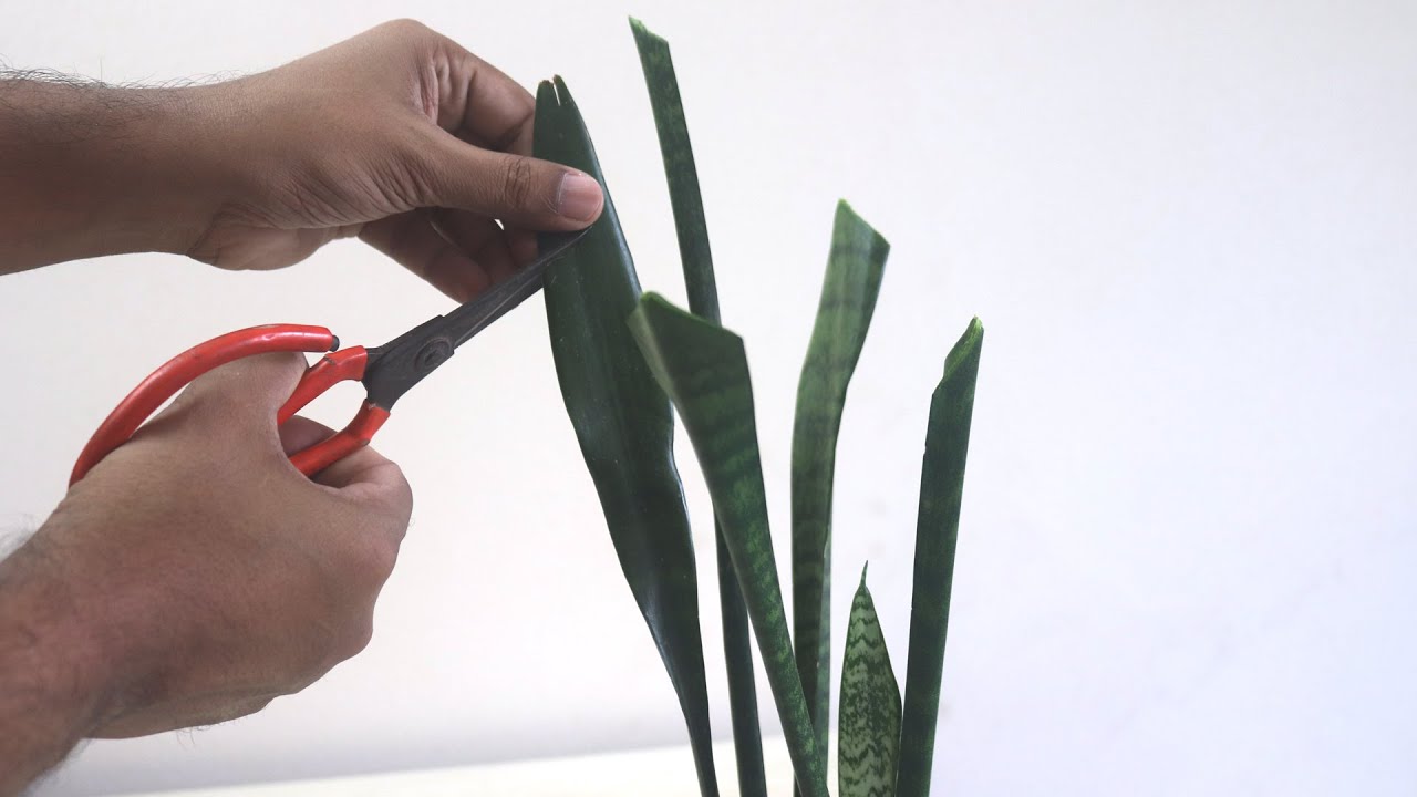how to prune snake plant leaf