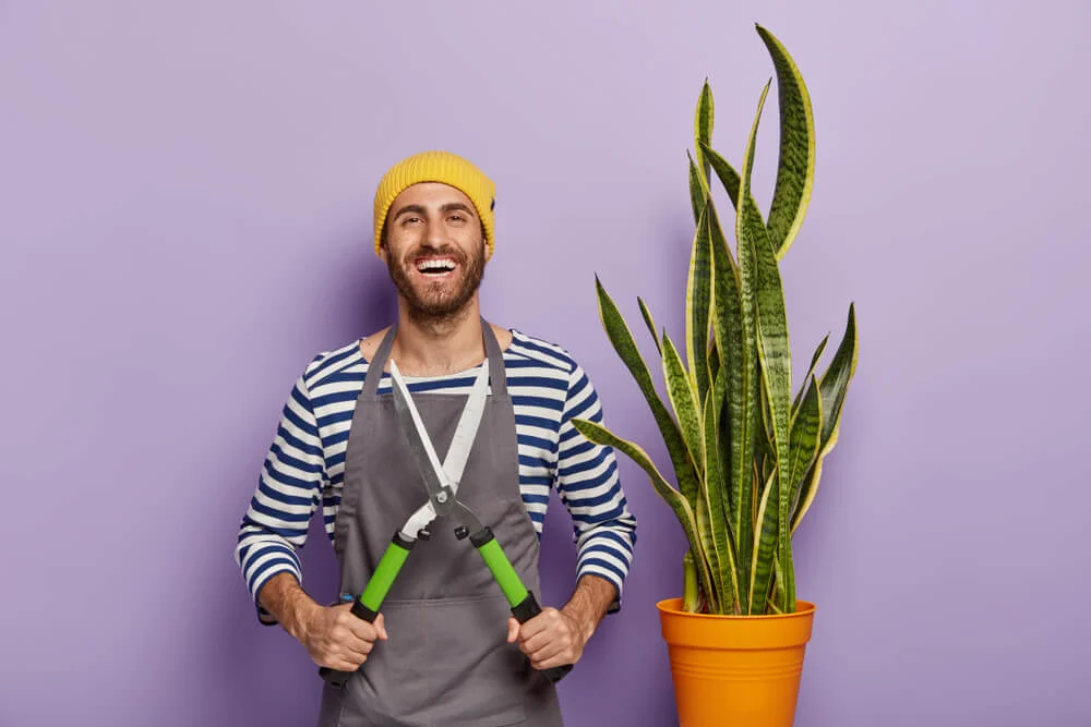 how to prune snake plant leaf