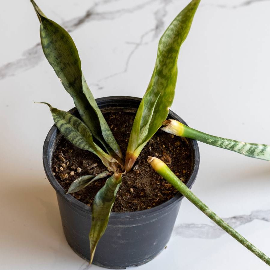 Overwatered Snake Plant