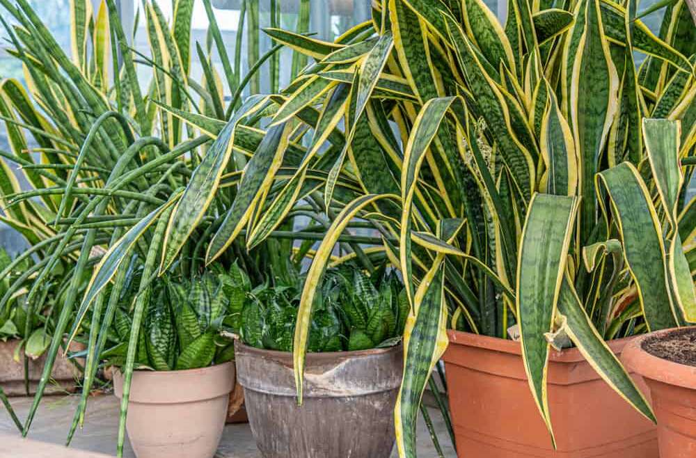 Overwatered Snake Plant