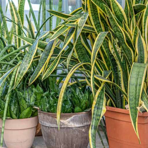 Overwatered Snake Plant