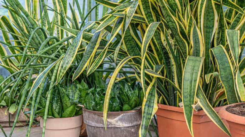 Overwatered Snake Plant