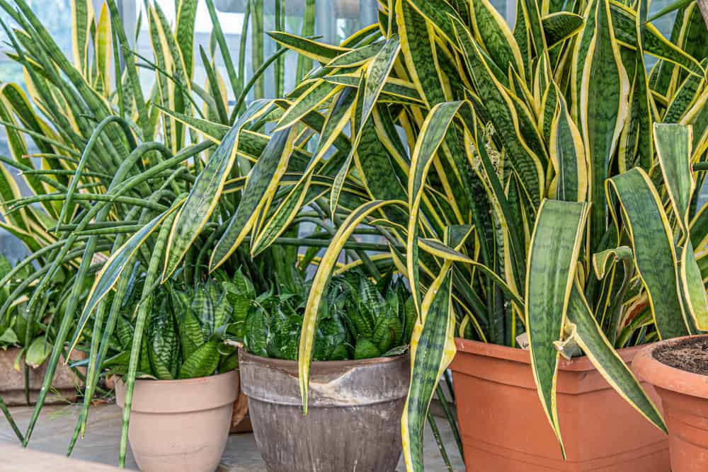 Overwatered Snake Plant