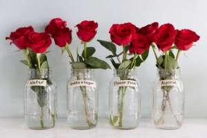 How to Keep Roses Alive