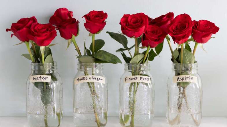 How to Keep Roses Alive