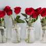 How to Keep Roses Alive
