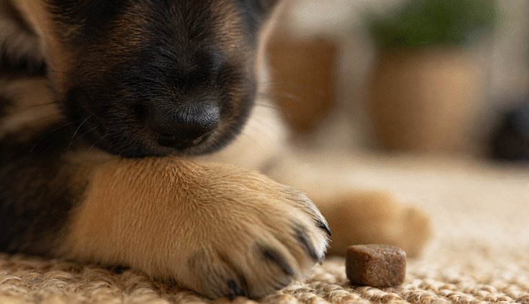 Small Lessons, Big Results: A Guide to Raising a Calm, Capable Puppy in Loxahatchee, Florida